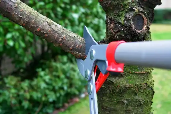 tree services Corpus Christi